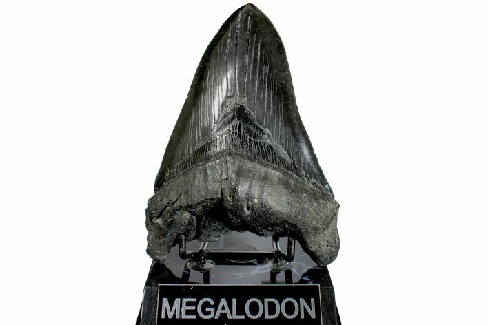 Fossil Megalodon Tooth - South Carolina #170585